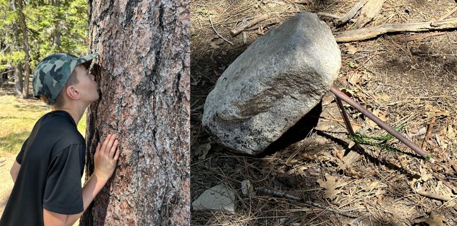 Smelling trees for vanilla scent. A primitive trap with rope made from plant fibers