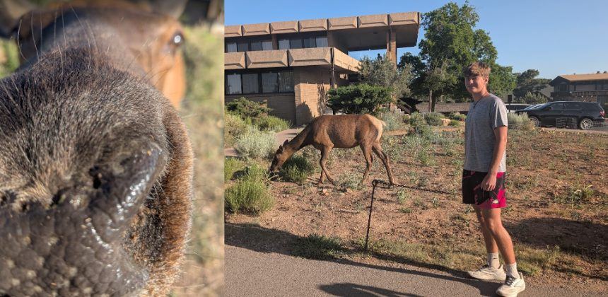 The deer that almost ate Tweeny’s phone