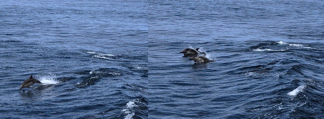 Dolphins following the boat (photos by the husband who bought the bright blue gum)