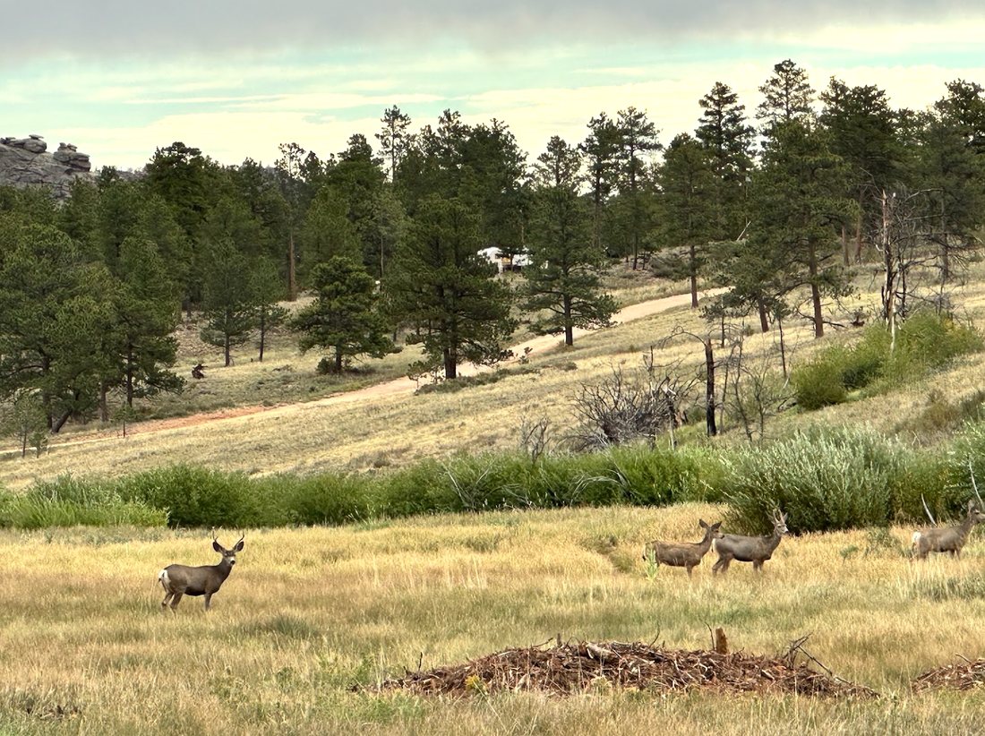 Four mule deer grazing in a meadow below the pines