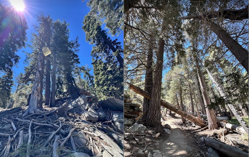 Beautiful forest and a few potential widowmakers (photos by author')