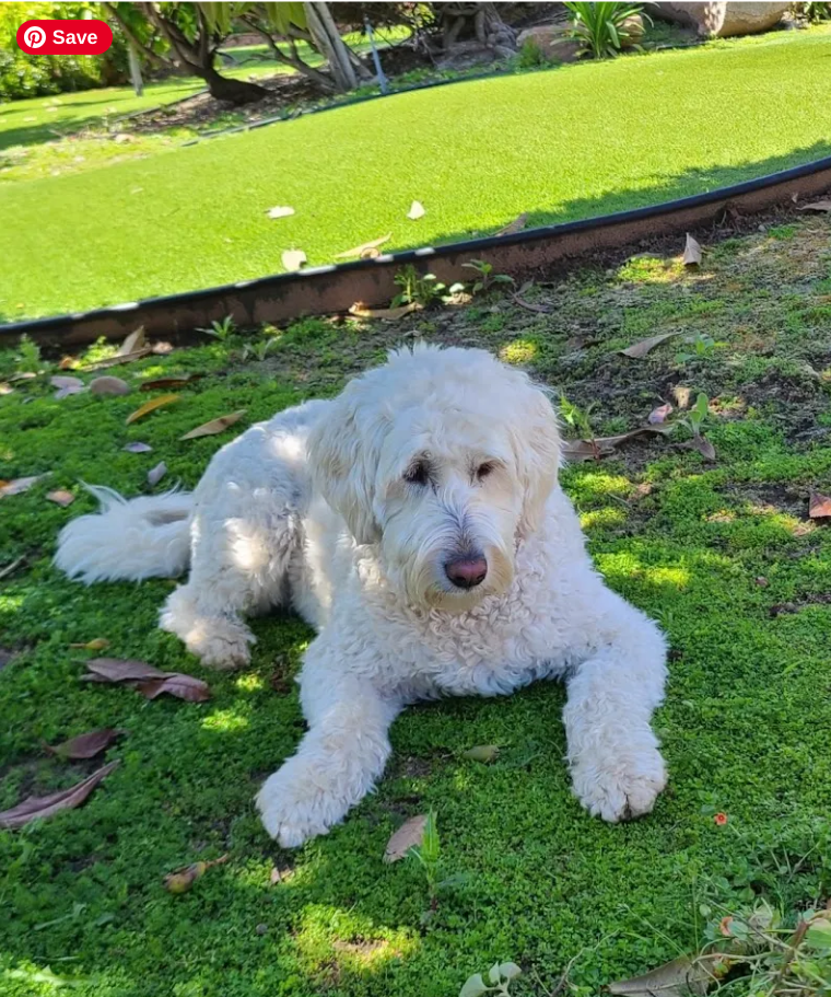 Hiking Adventures of a White Dog: A Comedy in Dirt and Drama